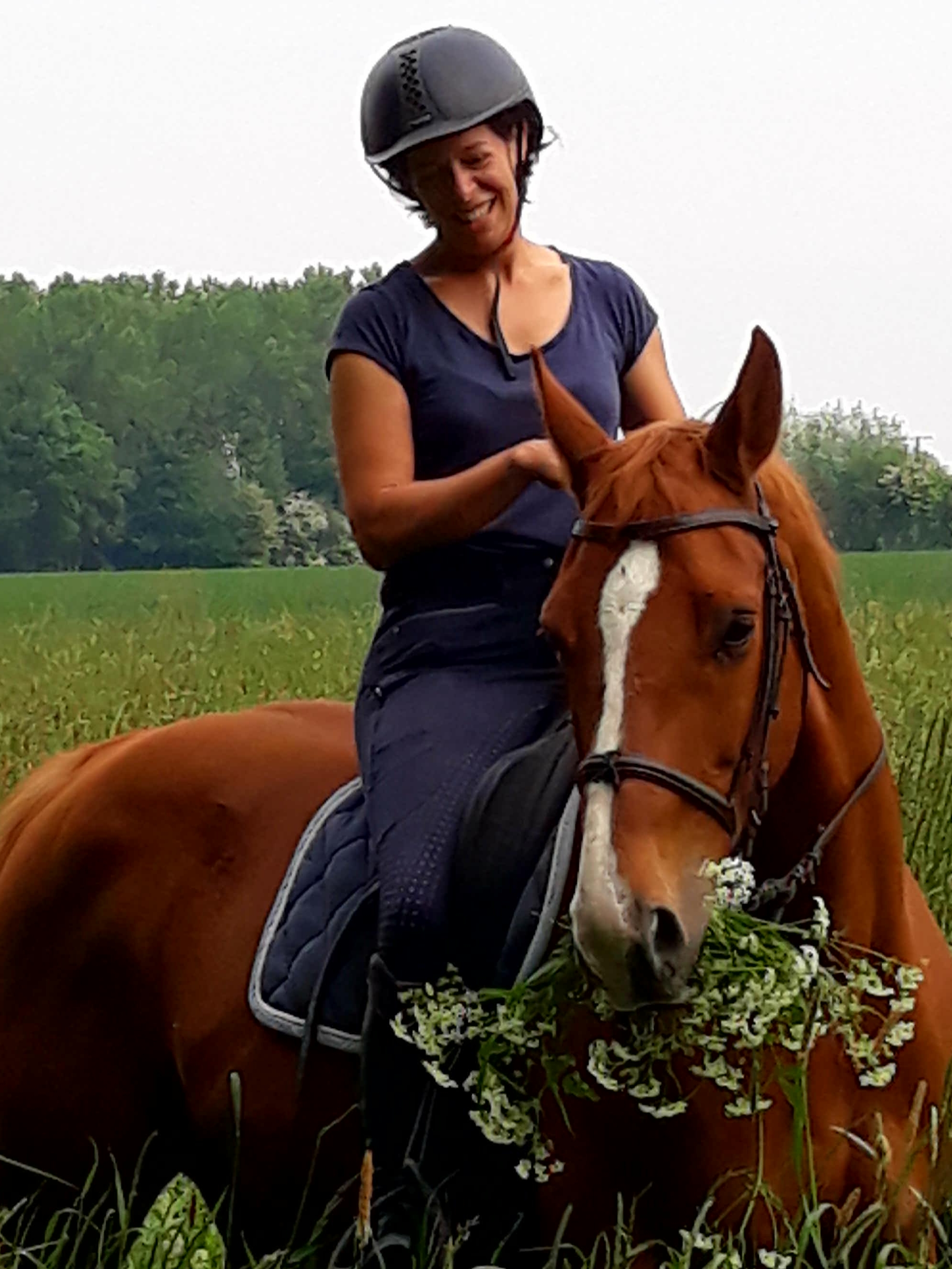 Image de l'annonce SF alezan 13 ans, 168 cm très bien éduqué