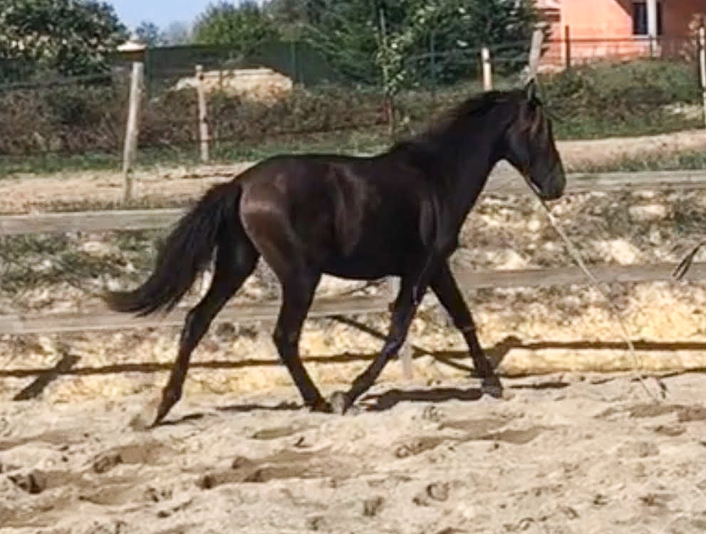 Image de l'annonce PRE - Pure race espagnole PP - Entier - 2 ans