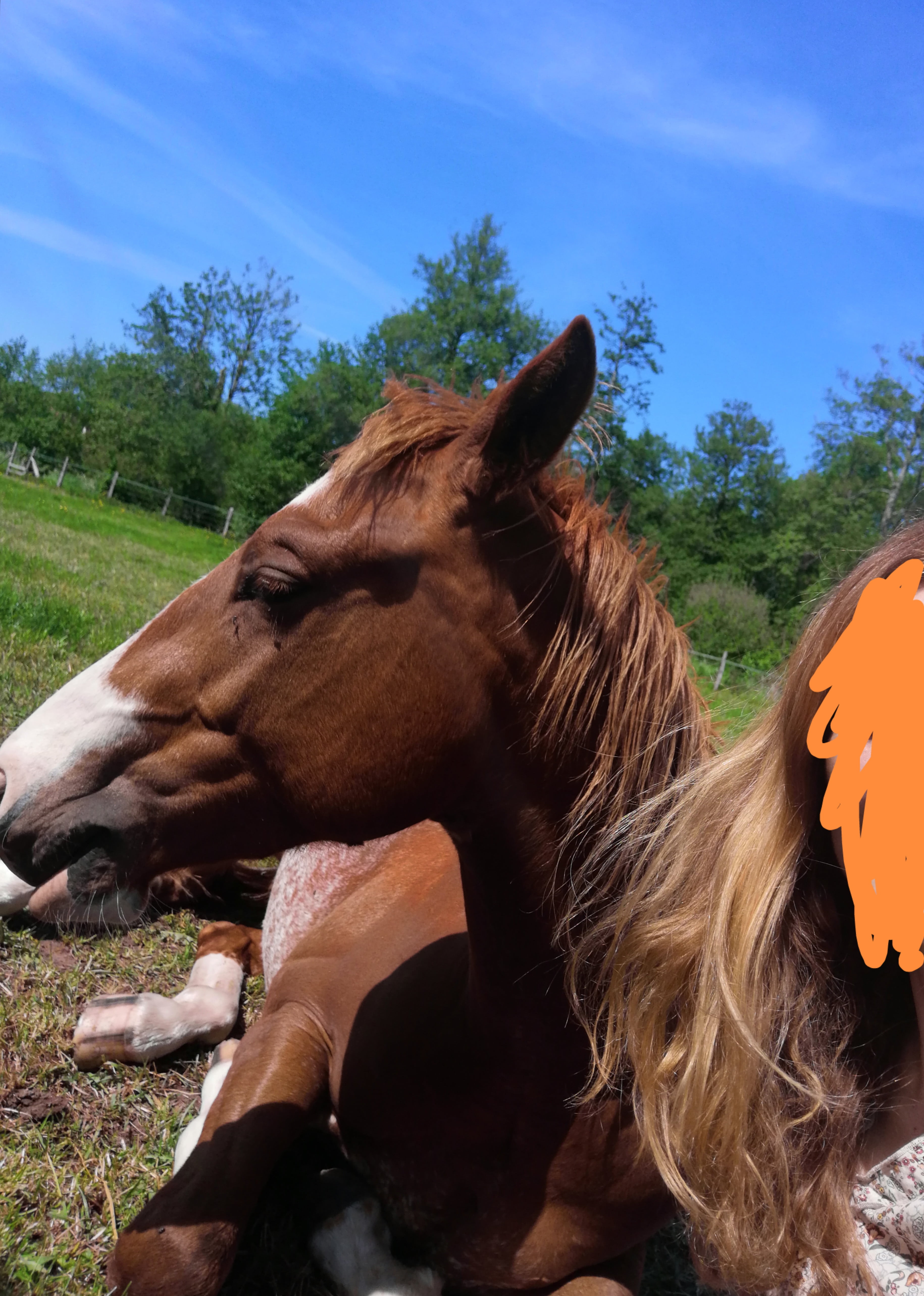 Image de l'annonce Quarter Horse  2 ans