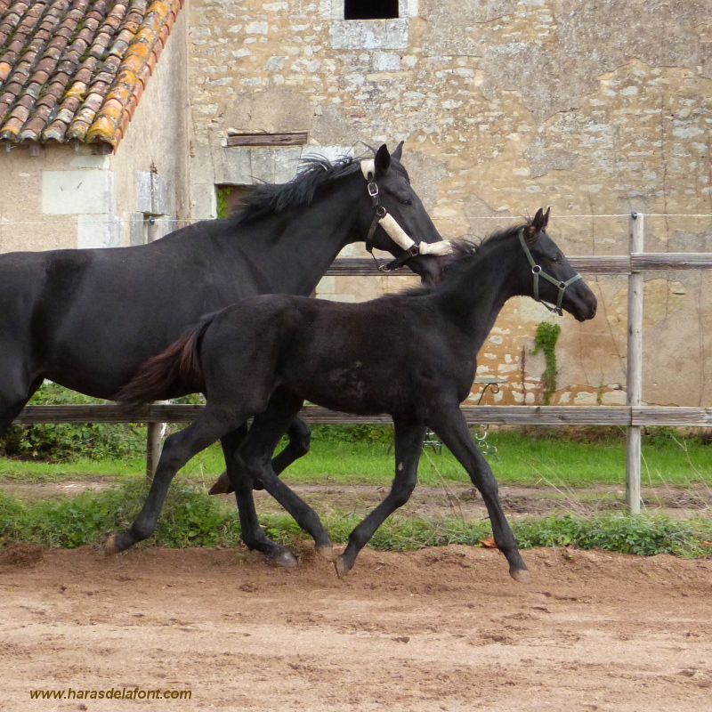 Image de l'annonce Top poulain AA neveu direct du crack ROMANTIC LOVE CCI5* !