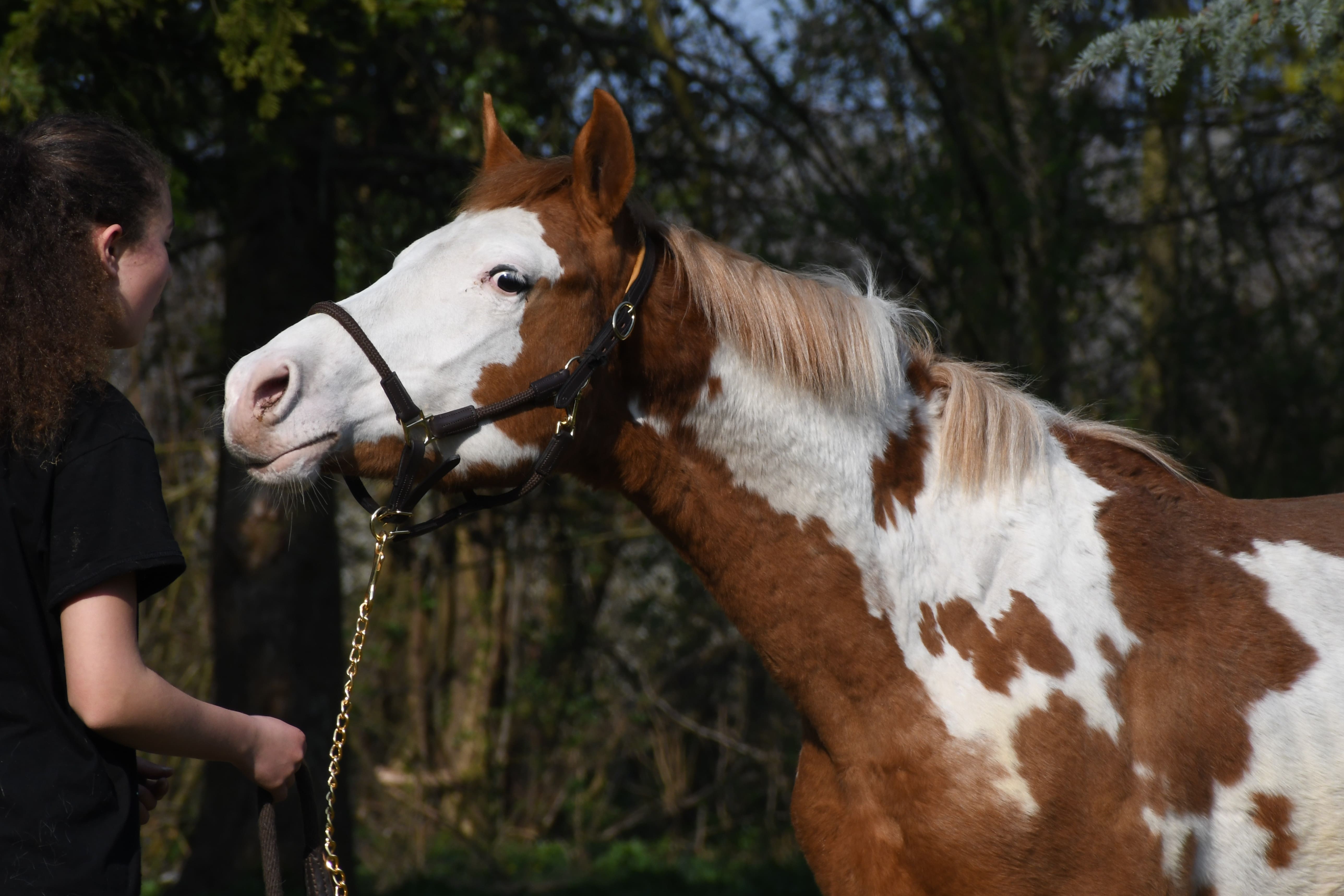 KHAN Superbe jeune cheval pie overo