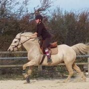 Image de l'annonce jument palomino