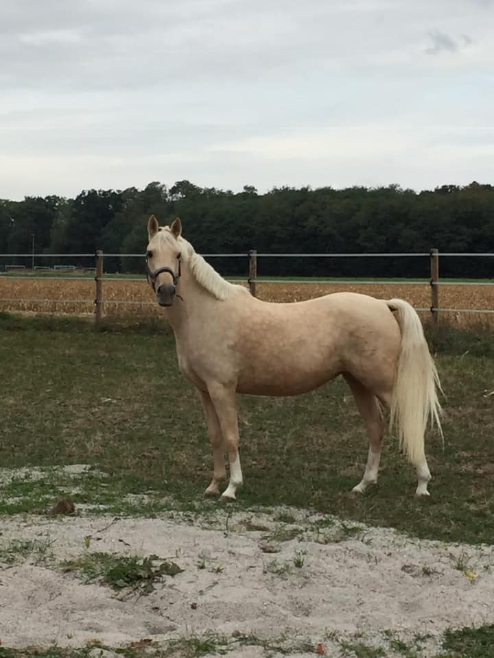 Image de l'annonce magnifique ponette de sport