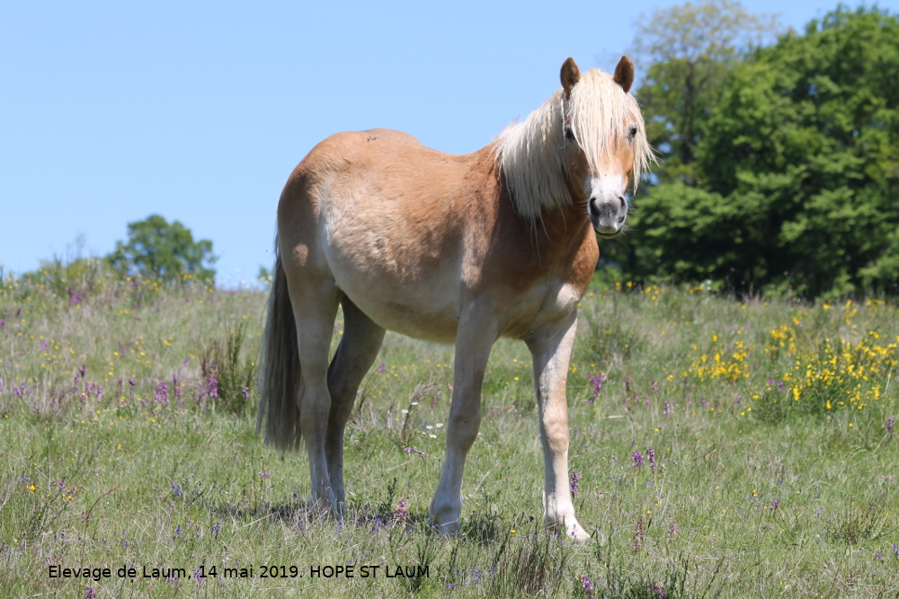 Image de l'annonce HAFLINGER, hongre, 2 ans (Hope)