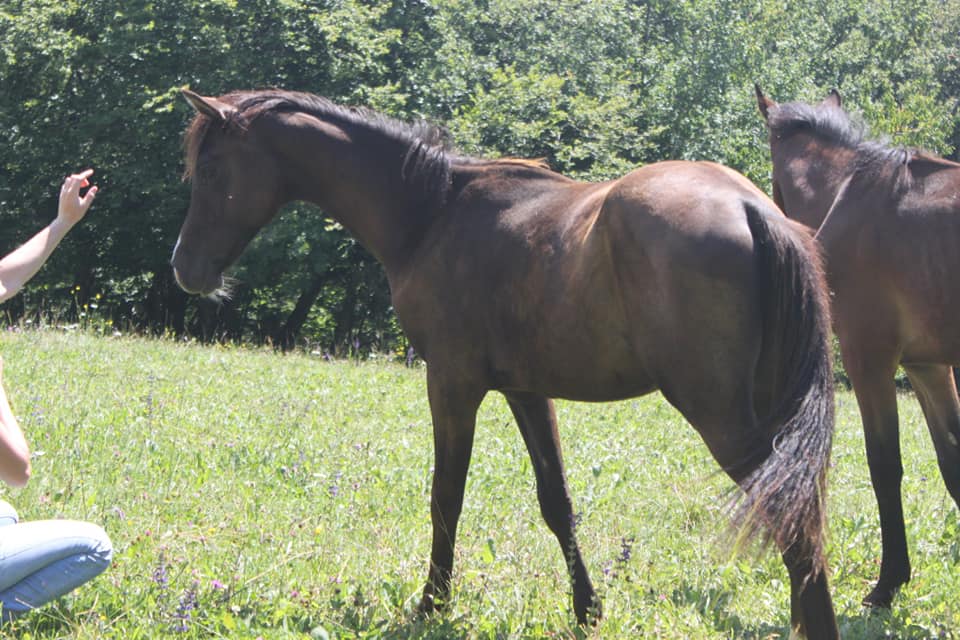 Image de l'annonce poulain 1 an smooky black 87,5%