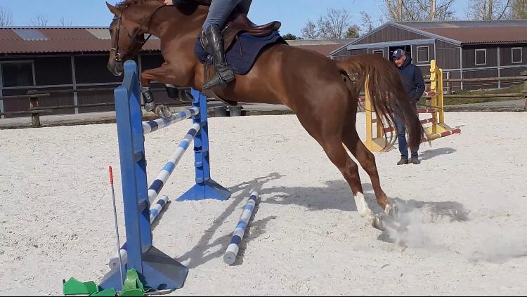 Image de l'annonce Jument 8 ans par Kannan