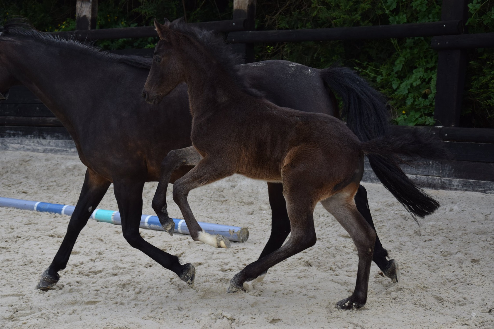 Image de l'annonce Foal 2019 Malito de Reve x Welcome Sympatico