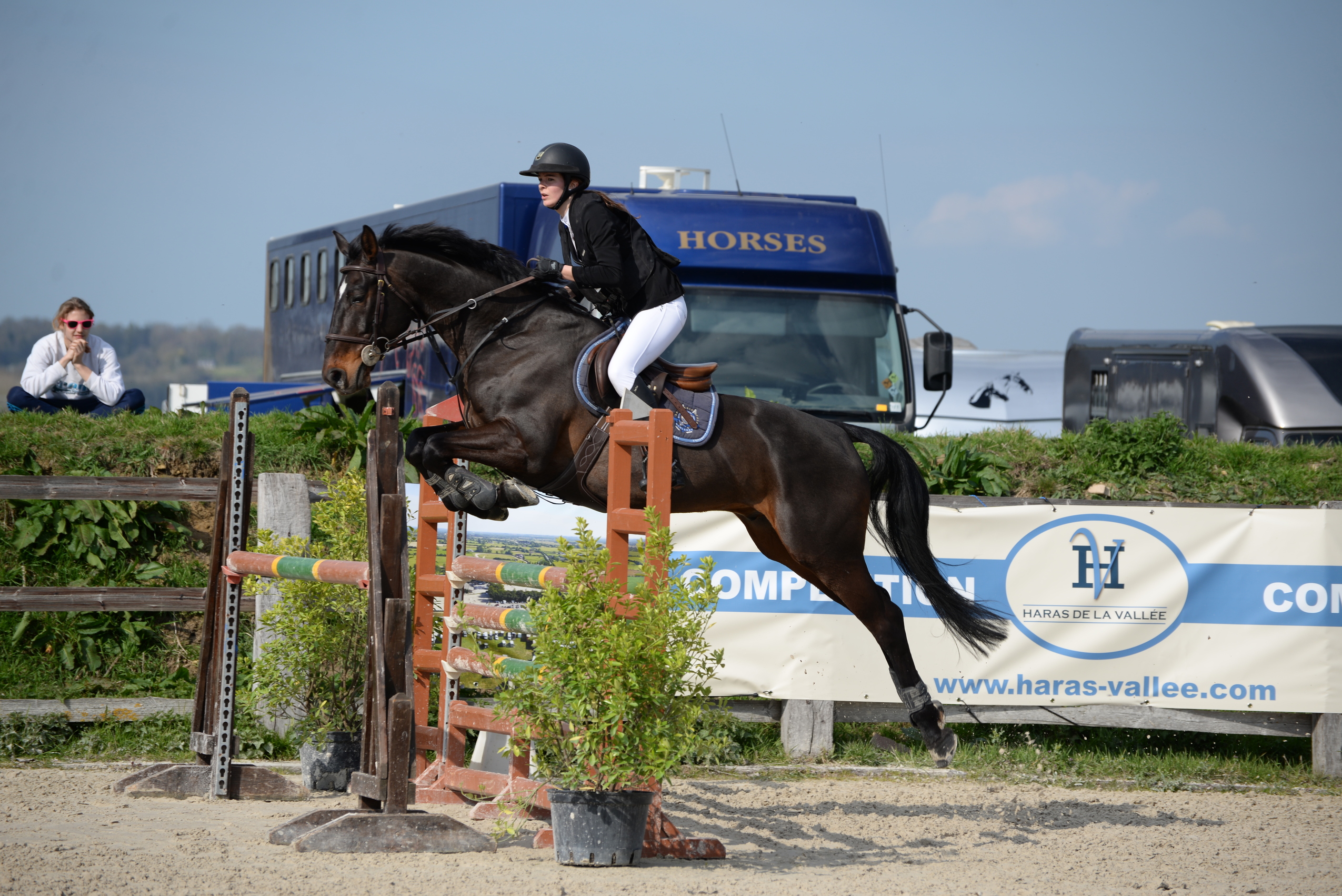 Image de l'annonce Typhon de Hus : cheval de qualité pour CSO