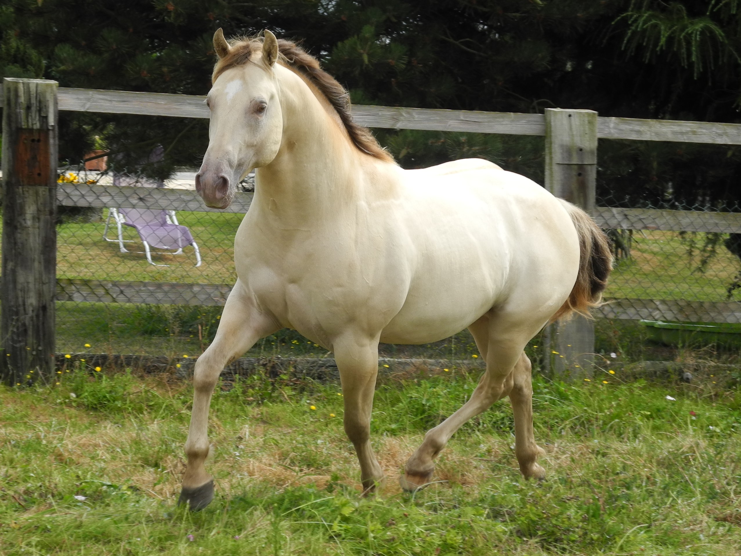 Image de l'annonce Quarter Horse 15 mois, hongre