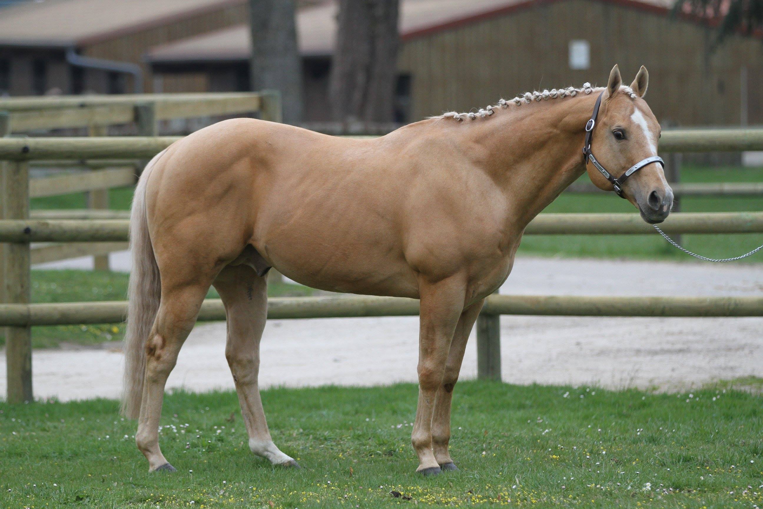 Étalon Quarter horse