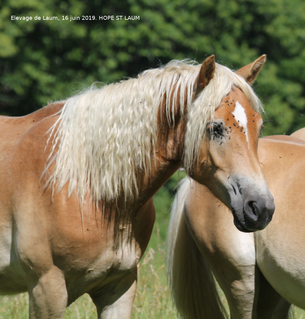 Image de l'annonce HAFLINGER, hongre, 2 ans (Hope)