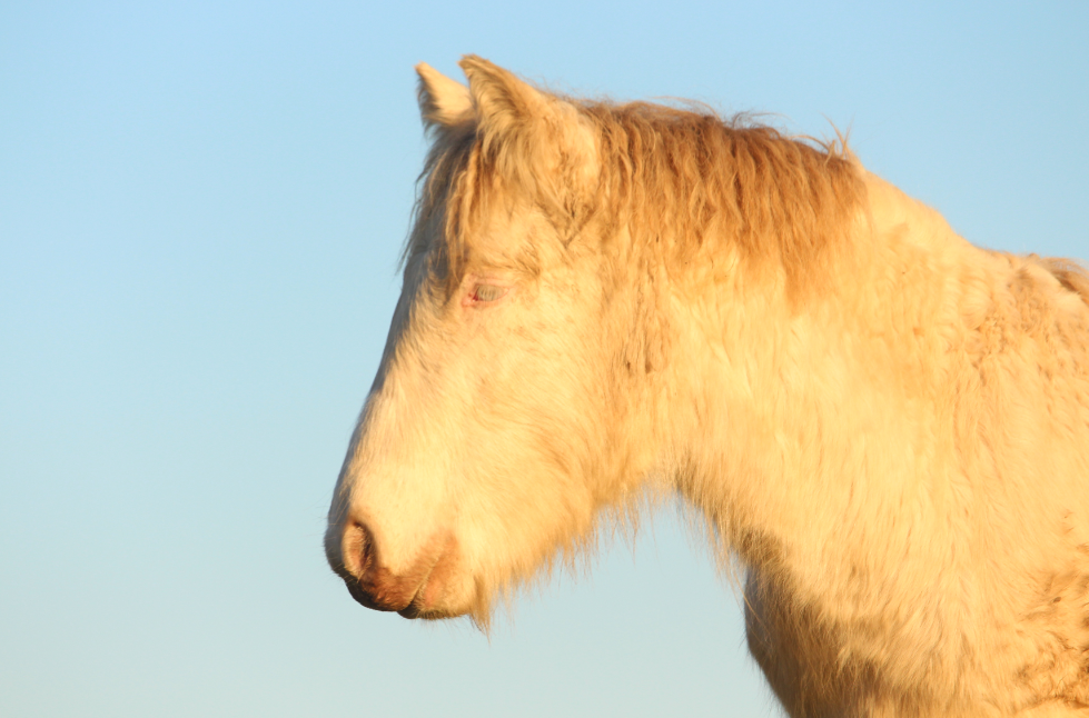 Image de l'annonce Poulain gypsy cob
