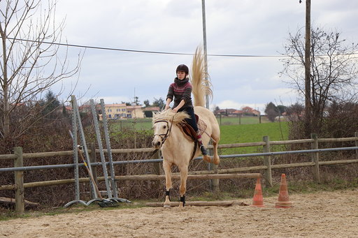 Image de l'annonce jument palomino