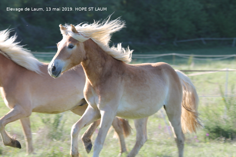 Image de l'annonce HAFLINGER, hongre, 2 ans (Hope)