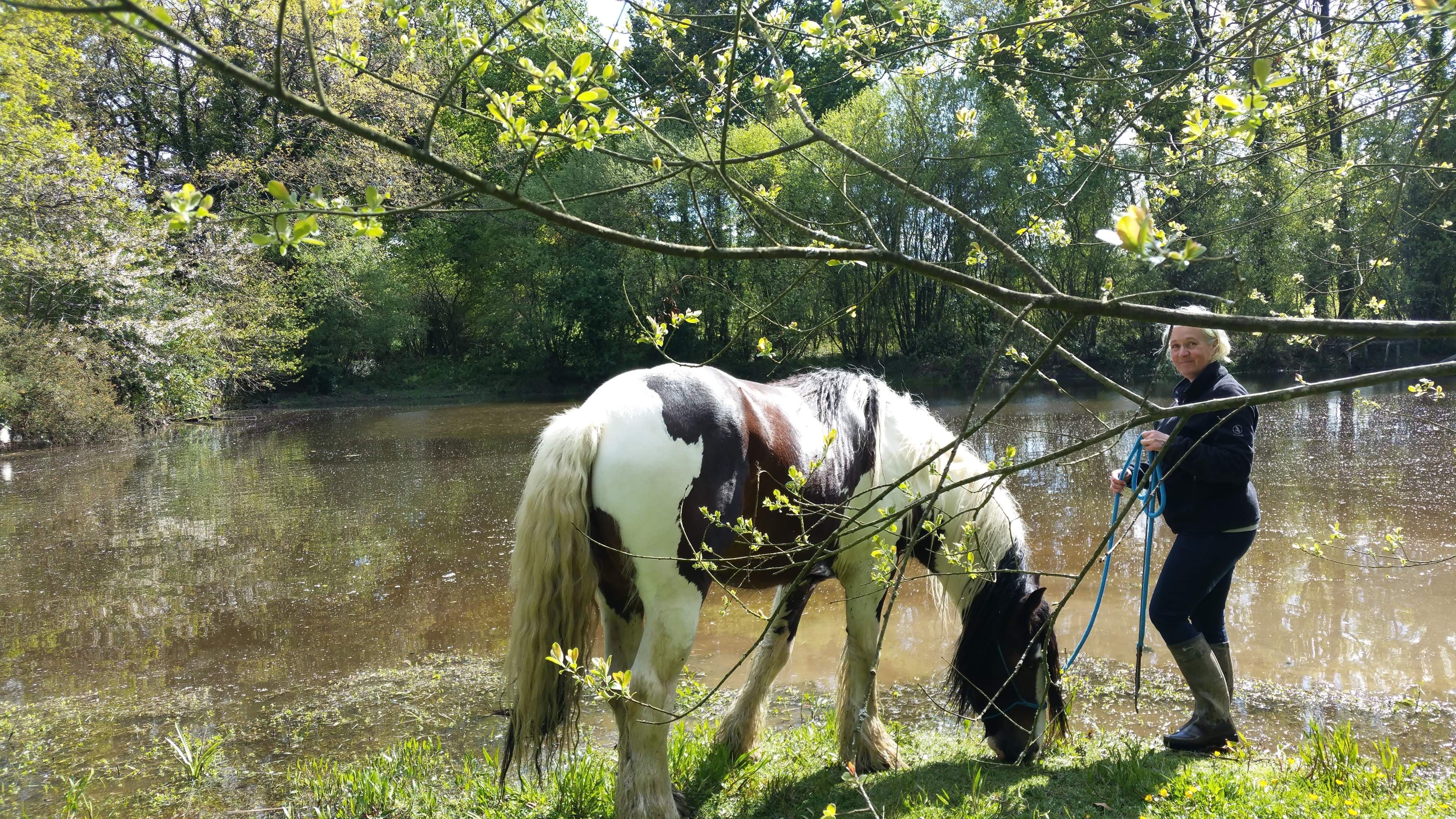 Image de l'annonce Vente étalon Elite Irish Cob