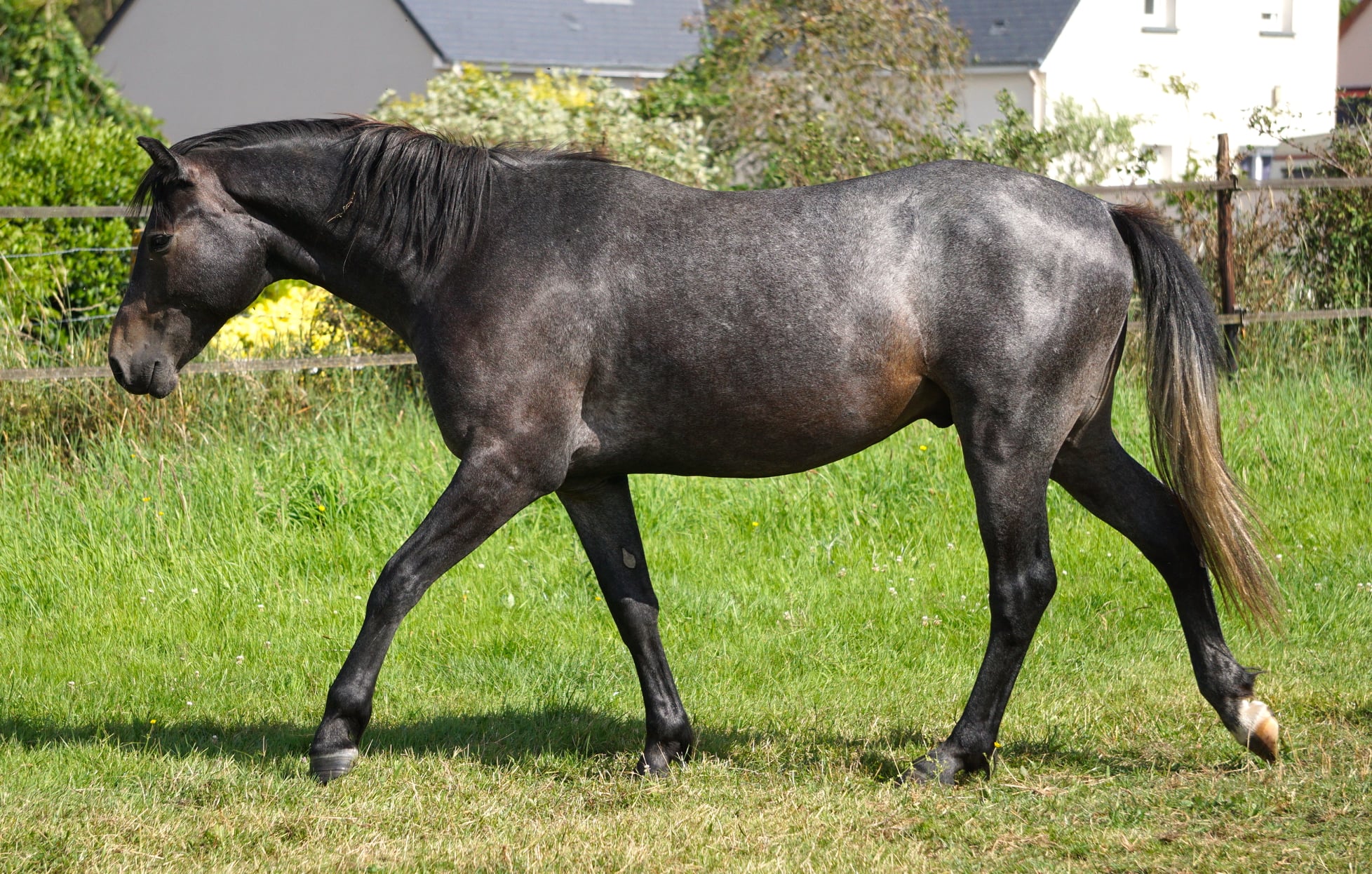 Image de l'annonce Superbe 2 ans PFS - très qualiteux - Idéal épreuves amateurs CCE & CSO