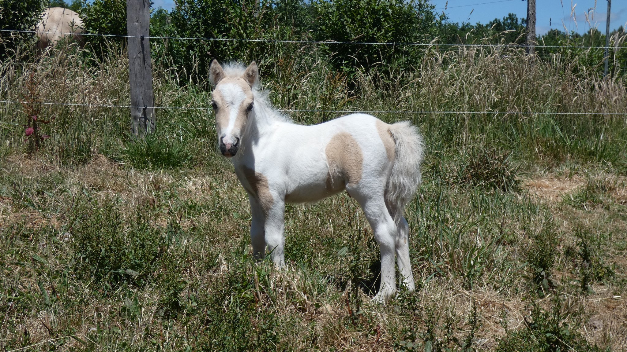 Image de l'annonce Molokaï Labcani poney Pie Palomino avec un oeil part bleu