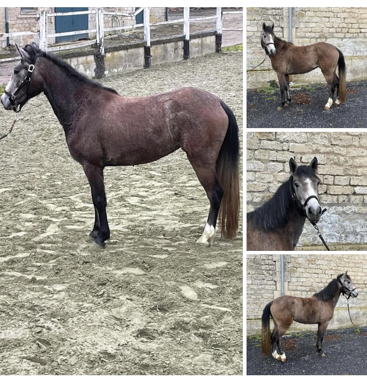 Image de l'annonce Vend poney de sport