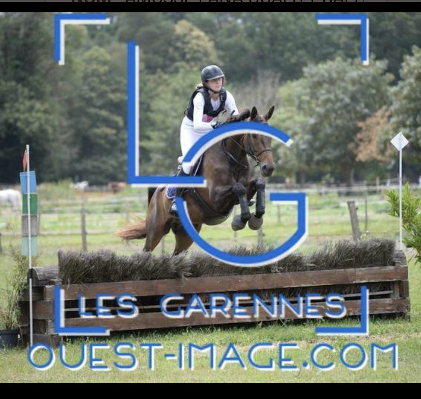 Image de l'annonce Hongre de 11 ans