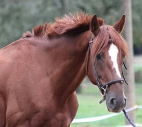 Image de l'annonce Vente Cheval Demi-sang suisse