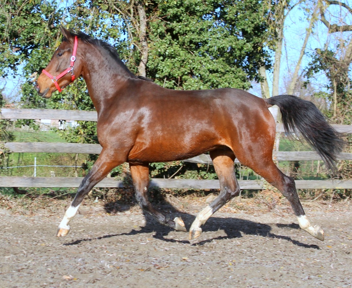 Hongre KWPN de 3 ans Ferdeaux x Farrington