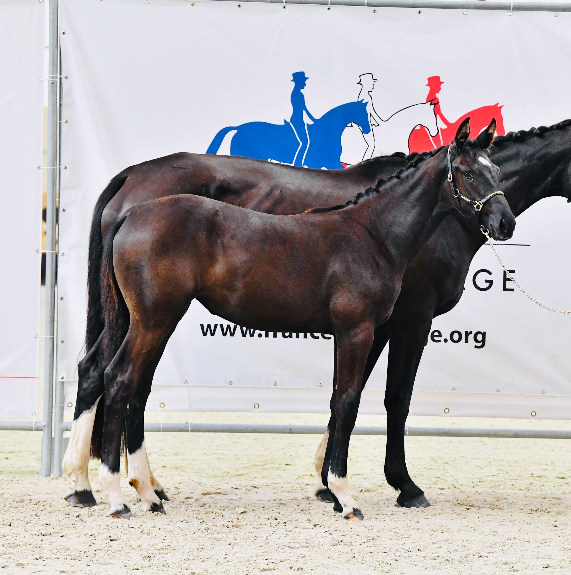 Image de l'annonce Pouliche dressage gros potentiel