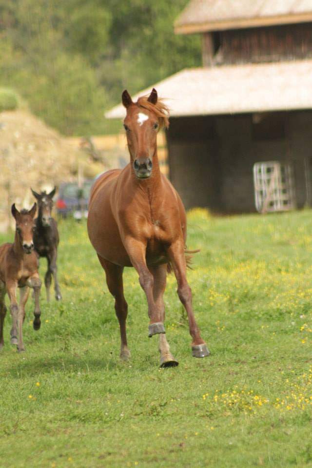 Image de l'annonce Etalon PFS taille B dispo en monte en main en Normandie