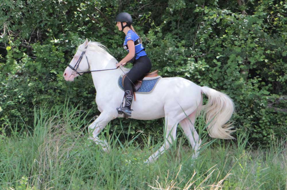 Image de l'annonce cheval mâle de couleur crème