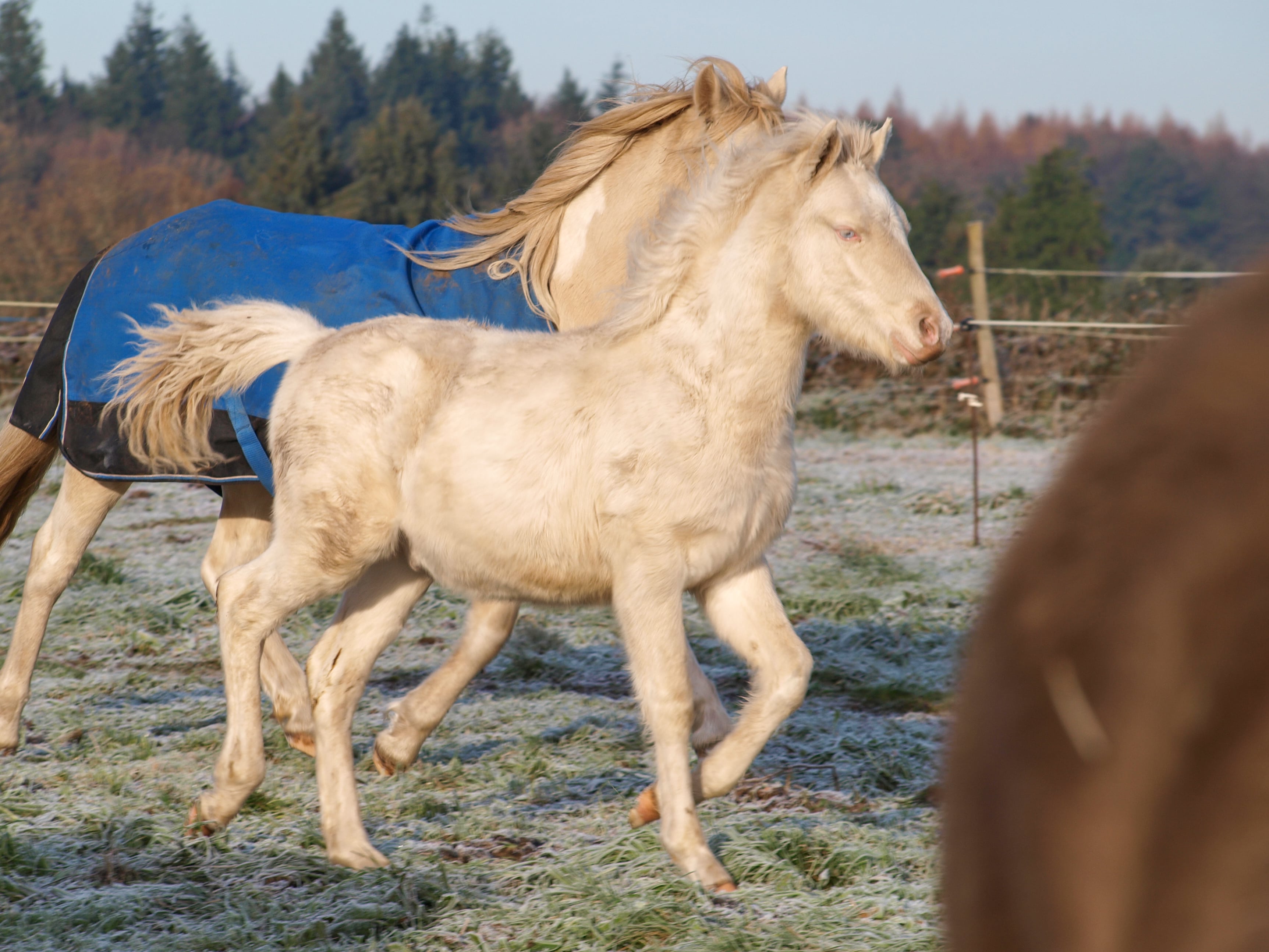 Image de l'annonce Misemel - Perlino Dun Tobiano - Welsh part-bred