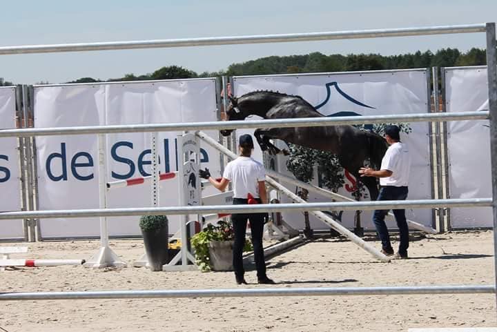 Image de l'annonce Mâle de 4 ans par Welcom Sympatico X Machno Carwyn