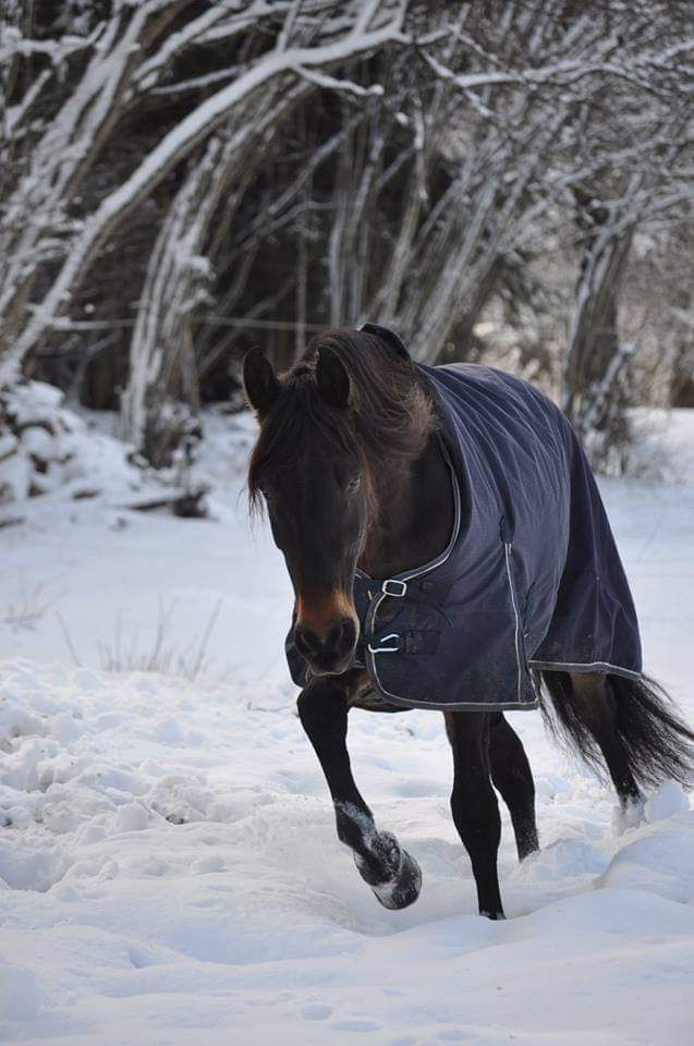 Image de l'annonce A vendre - Cartujano - PRE PP - Hongre - 9 ans - bai brun