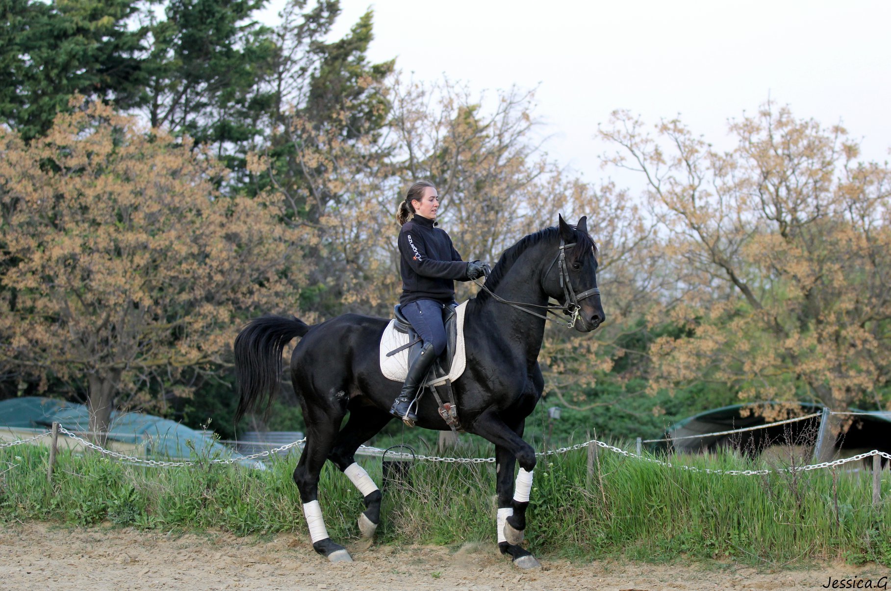 Image de l'annonce cheval dressage