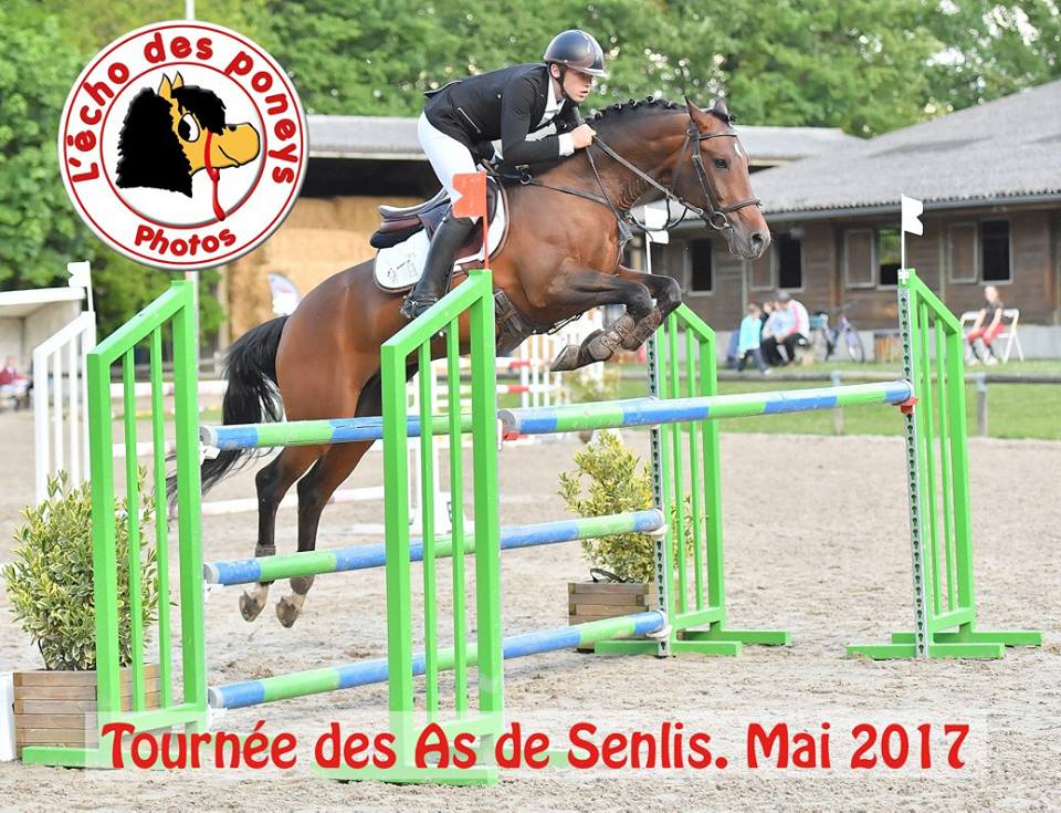 Image de l'annonce Invictus Desco, poulain PFS de 1 an