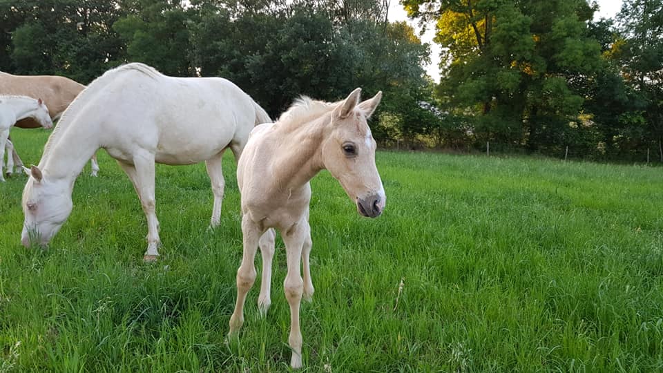 Image de l'annonce Poulain palomino par Salto des Nauves SF