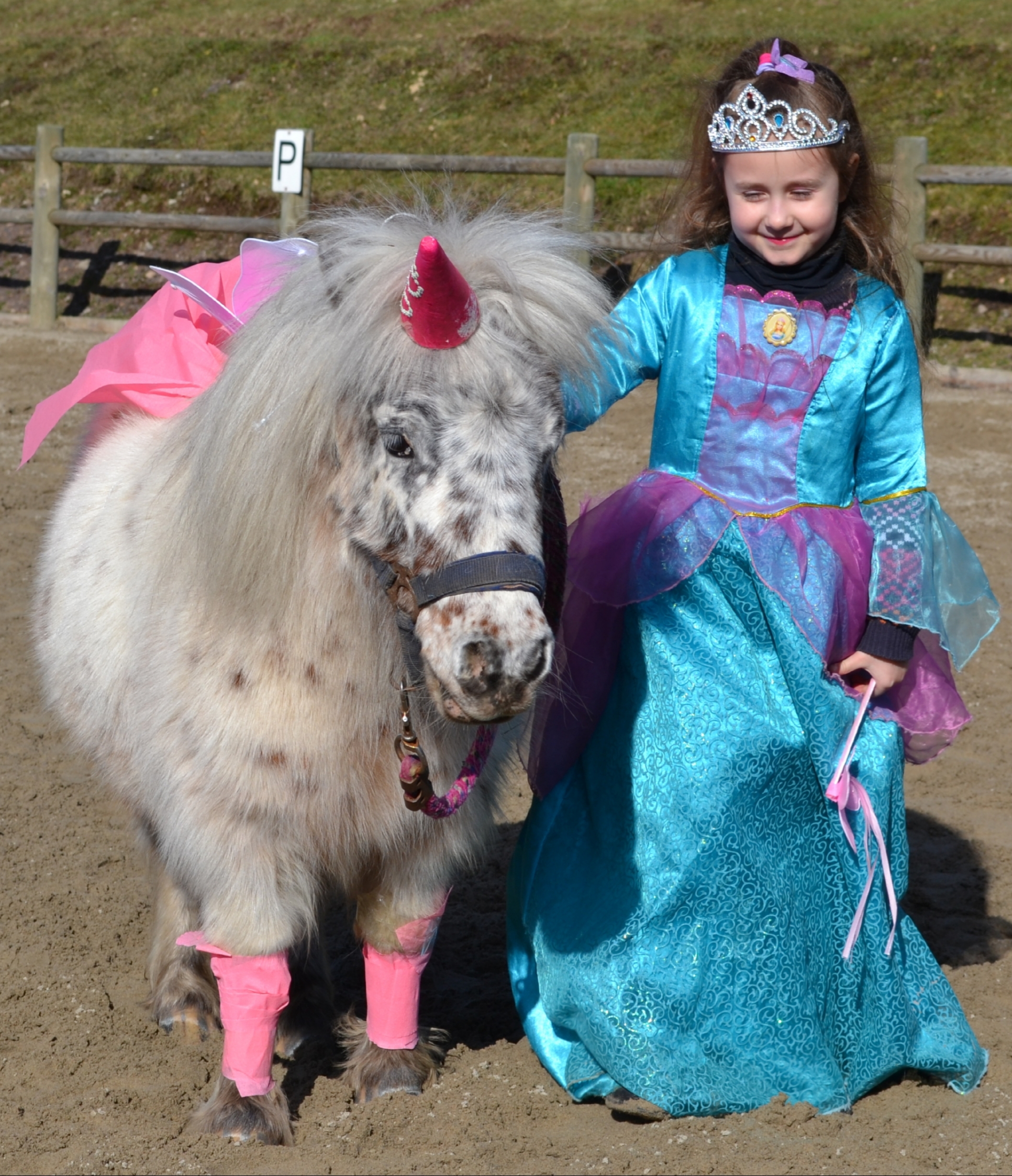 Image de l'annonce Poney shetland