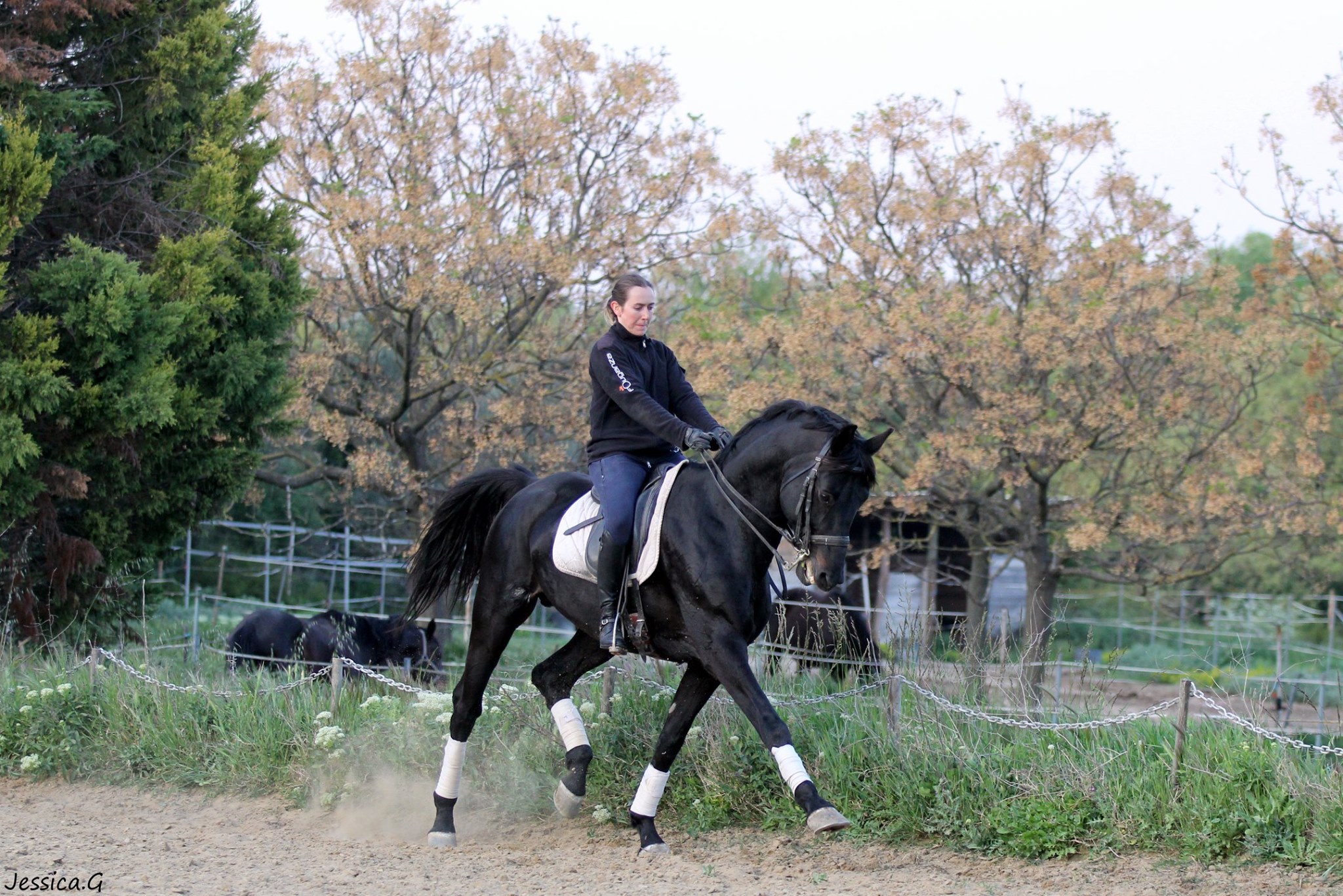 Image de l'annonce cheval dressage