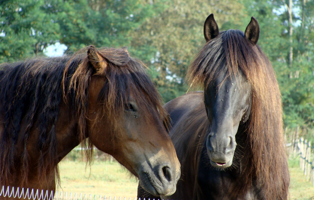 Image de l'annonce Zone R Equitation, pension au pré à Bazas (33)