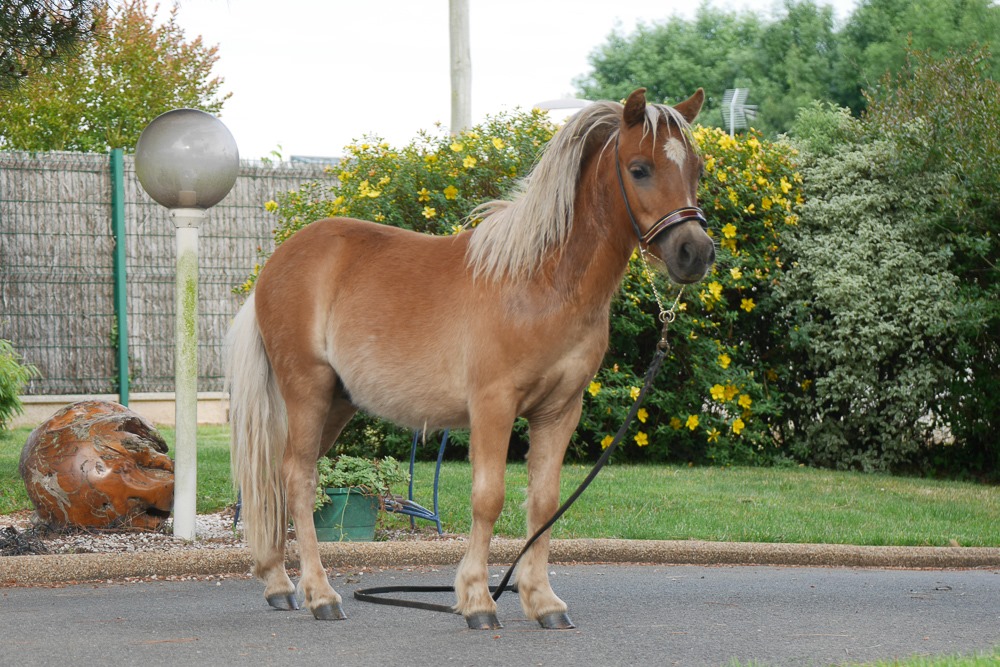 Image de l'annonce Cheval miniature