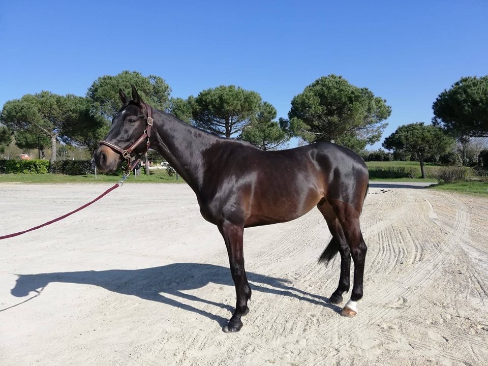 Cheval 2024 baie brun