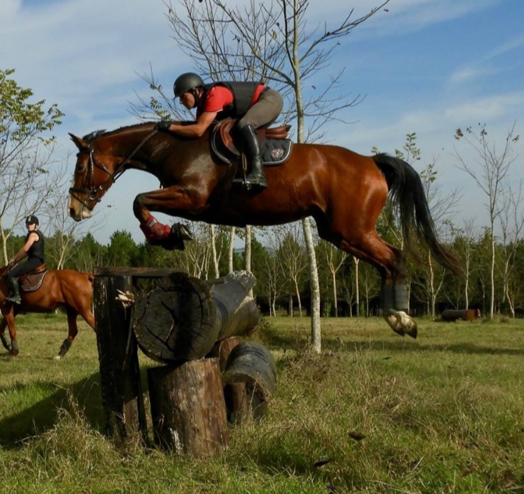 Image de l'annonce Top jument pour amateur élite/pro2