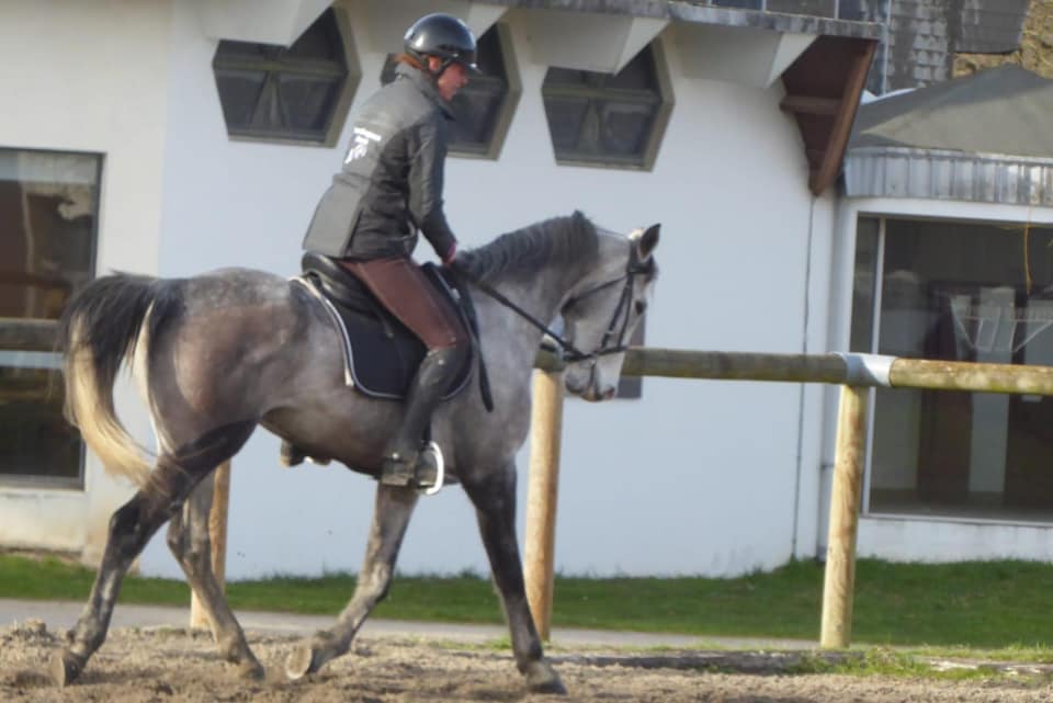 Image de l'annonce HONGRE 9 ANS POUR ENDURANCE DSA 90,49% ARABE