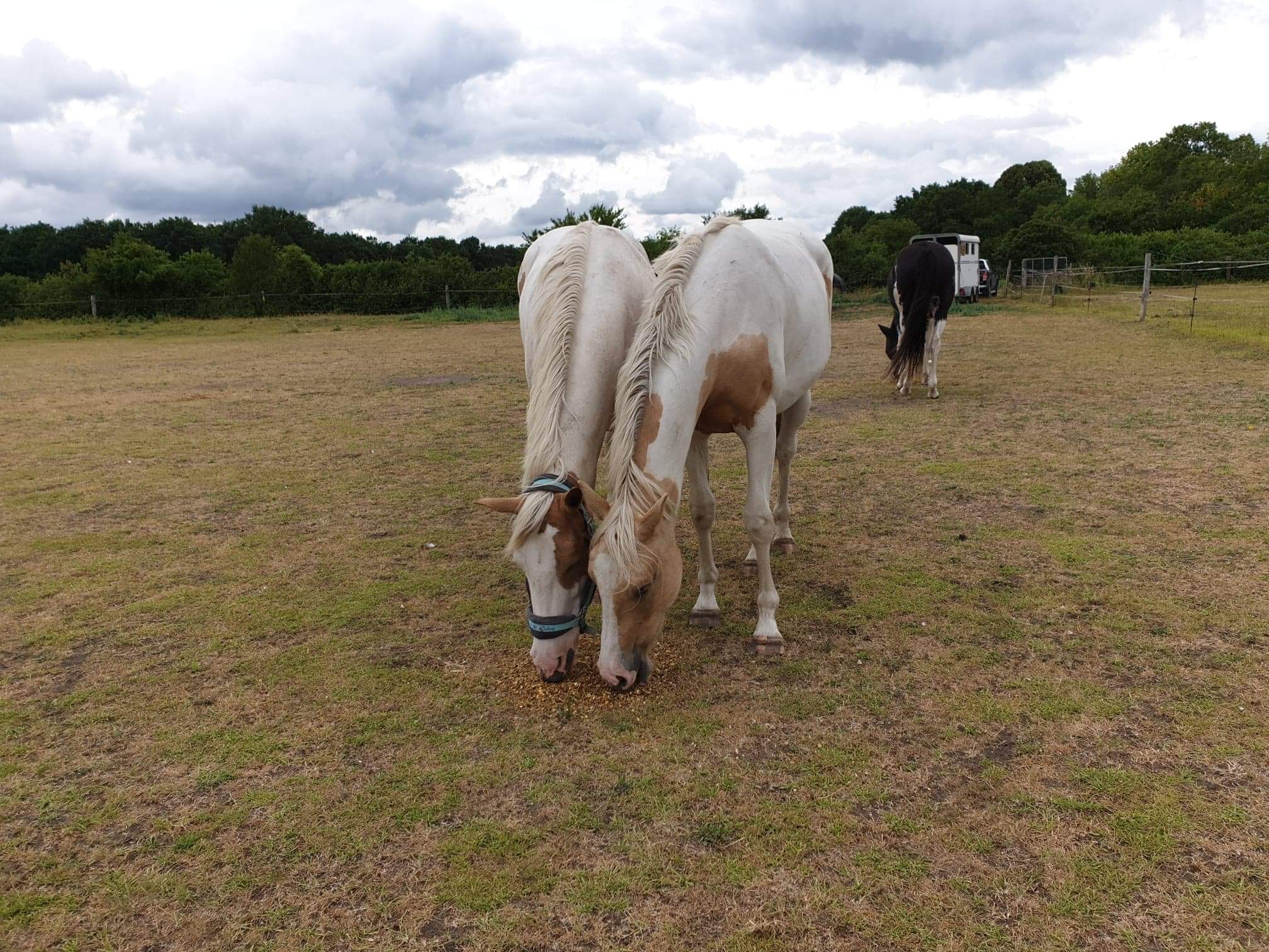 Image de l'annonce Jument PP paint horse pie palomino fumé