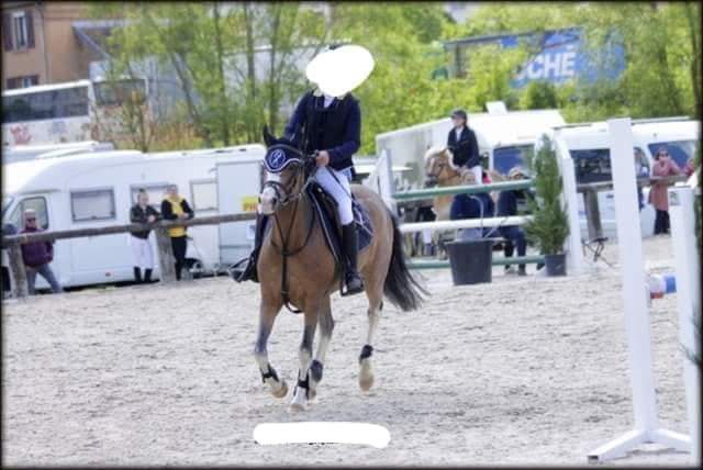 Image de l'annonce A VENDRE TOP PONEY WELSH 7 ANS