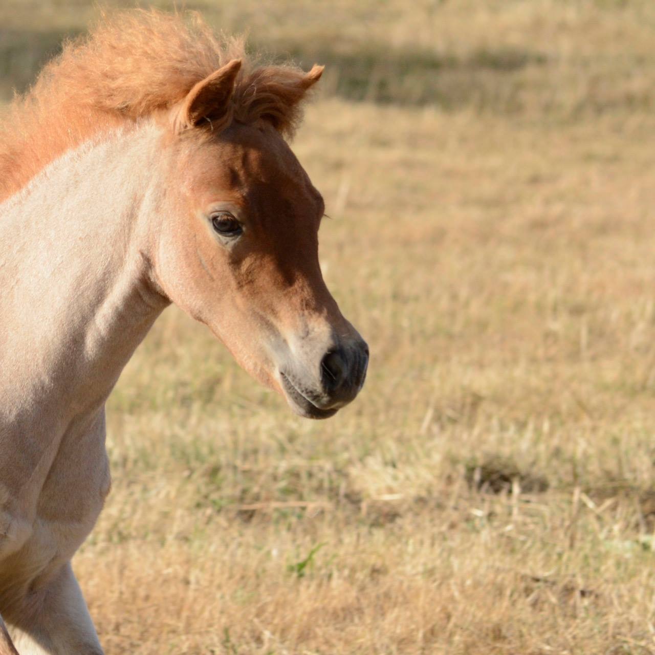 Image de l'annonce Cheval miniature