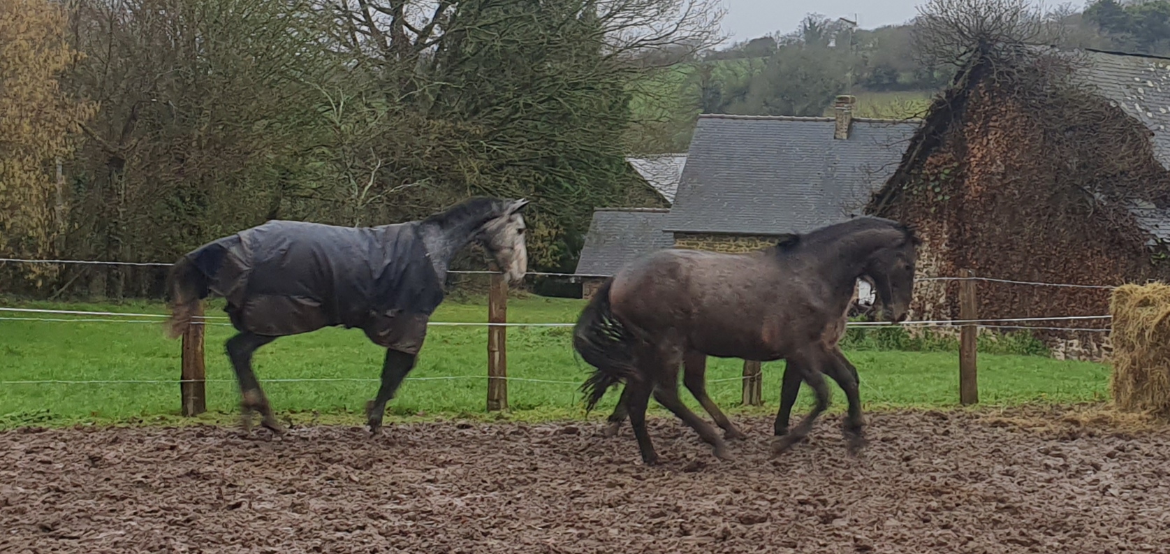 Image de l'annonce Etalon Welsh Pony Palomino Dispo à la monte en Normandie