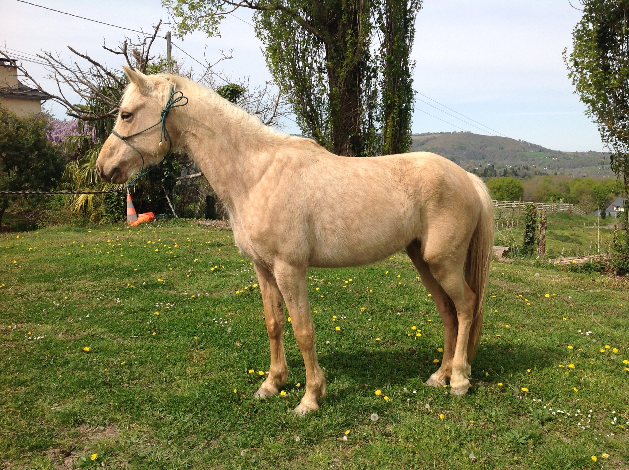 Image de l'annonce Jument demi sang arabe palomino