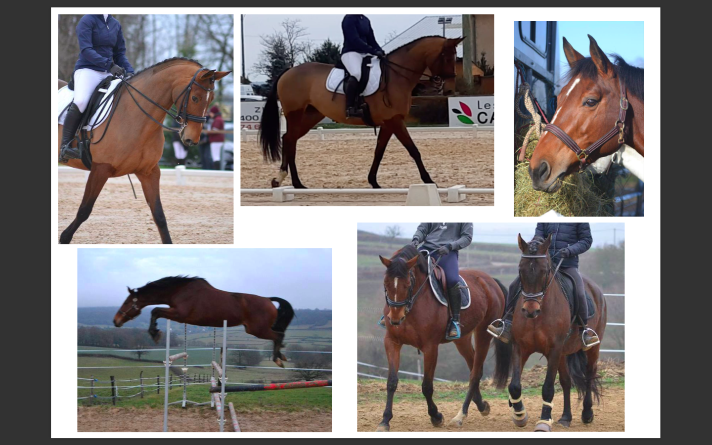 Image de l'annonce Demi-pension jument SF 11 ans - CSO/Dressage