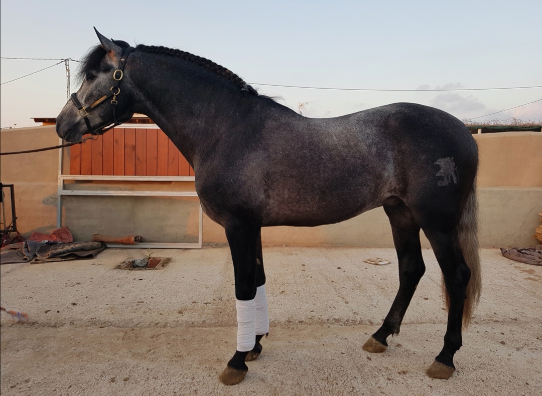 Image de l'annonce Cheval entier PRE 5 ans