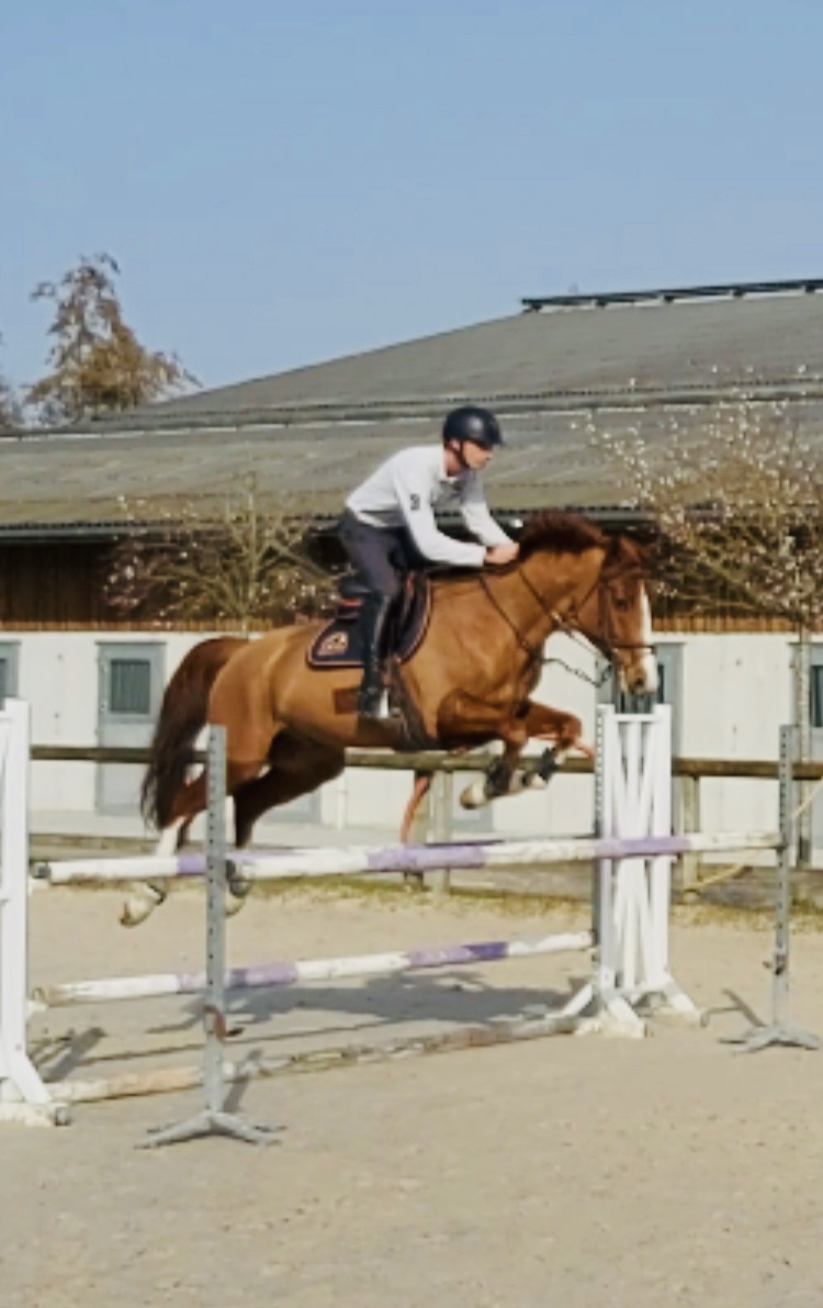 Image de l'annonce cheval CSO