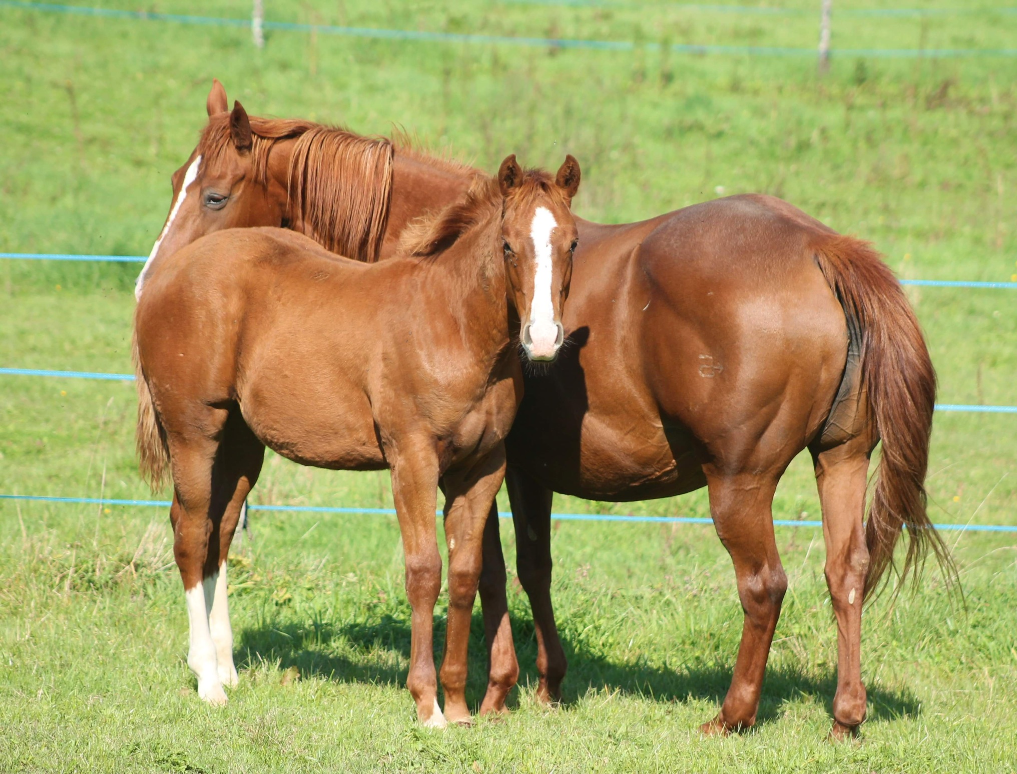 Image de l'annonce Poulain Paint horse lignée reining